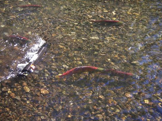 Using a LISST ST to investigate the sediment resuspended by salmon during spawning, Quesnel Watershed, British Columbia (P Owens)